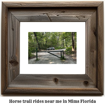 horse trail rides near me in Mims, Florida